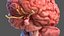 Tête humaine anatomie complète