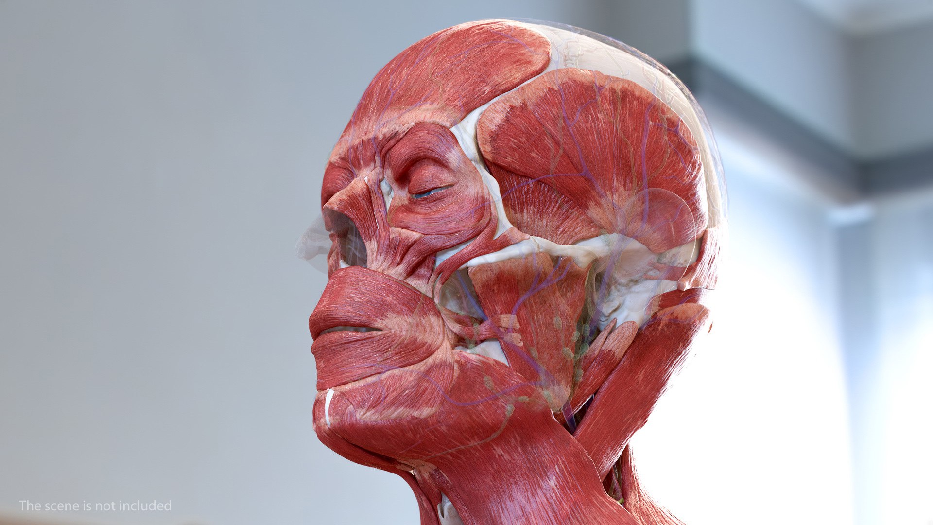 3D human head anatomy https://p.turbosquid.com/ts-thumb/g6/IK1u6e/9RNTQvLj/humanheadfullanatomyvray3dmodel021/jpg/1574357557/1920x1080/fit_q87/5c4d9b243c5b78ac5f9ebdbdc13b58a1fdd98bfc/humanheadfullanatomyvray3dmodel021.jpg