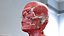 Tête humaine anatomie complète