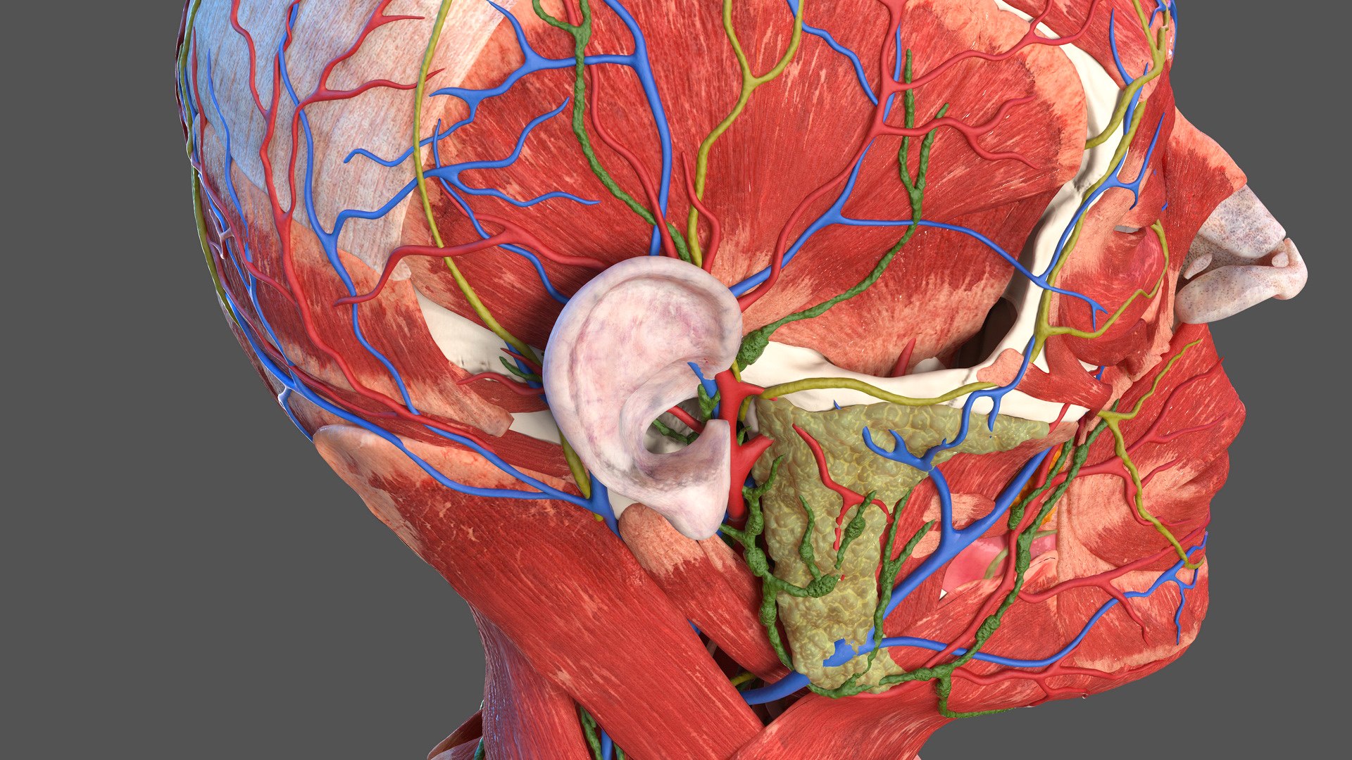 3D human head anatomy https://p.turbosquid.com/ts-thumb/g6/IK1u6e/9ULXkWE9/humanheadfullanatomyvray3dmodel036/jpg/1574357630/1920x1080/fit_q87/ac85d7da5c4c7a6ffeee94257e8abcfe0705de6a/humanheadfullanatomyvray3dmodel036.jpg