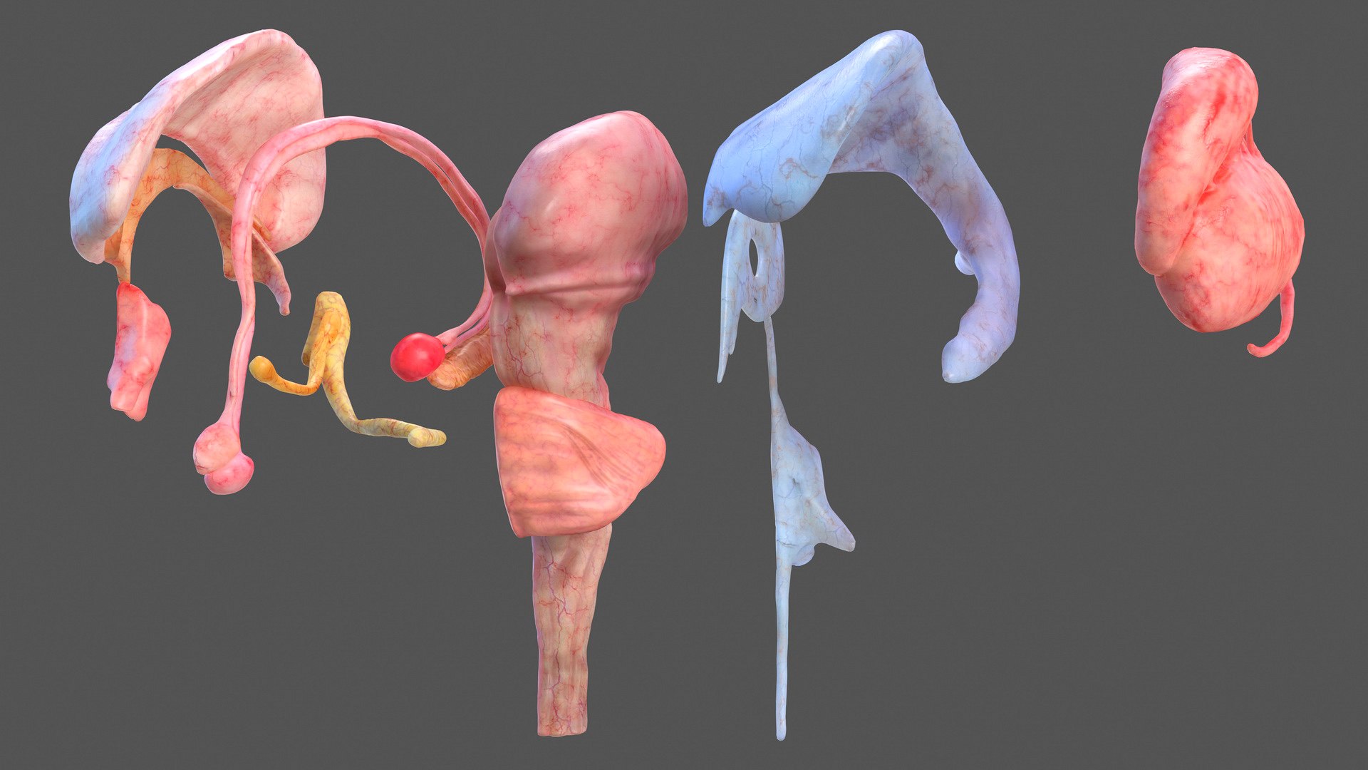 3D human head anatomy https://p.turbosquid.com/ts-thumb/g6/IK1u6e/C96UCrFO/humanheadfullanatomyvray3dmodel020/jpg/1574357552/1920x1080/fit_q87/7dcf41f81c464d7b07433797b3e33267579983da/humanheadfullanatomyvray3dmodel020.jpg
