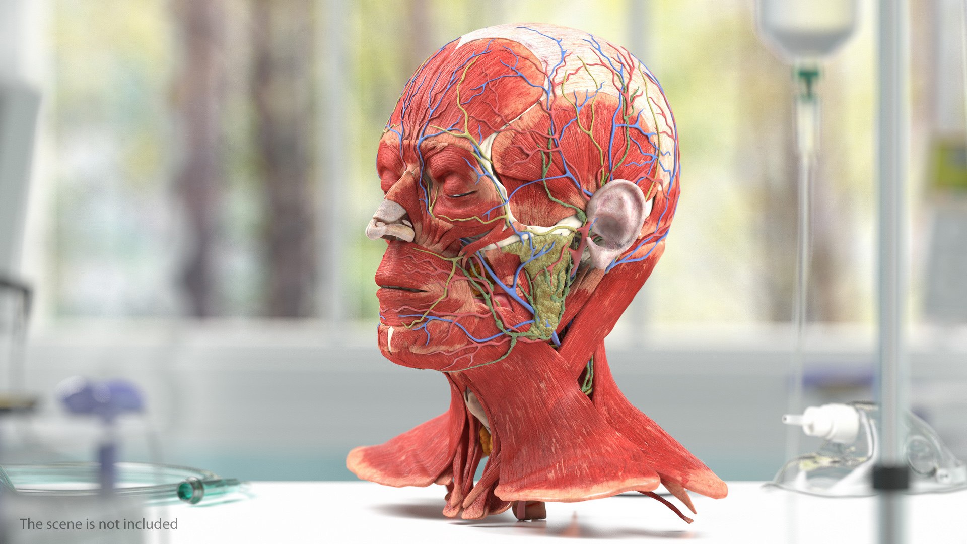 Human Head Full Anatomy 3D model preview