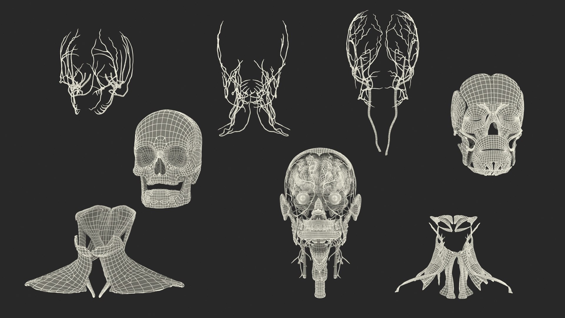 3D human head anatomy https://p.turbosquid.com/ts-thumb/g6/IK1u6e/Fr47uVeN/humanheadfullanatomyvray3dmodel047/jpg/1574357689/1920x1080/fit_q87/ebc9f289c072fd5dc0fb6ae85b8205a2b8877770/humanheadfullanatomyvray3dmodel047.jpg