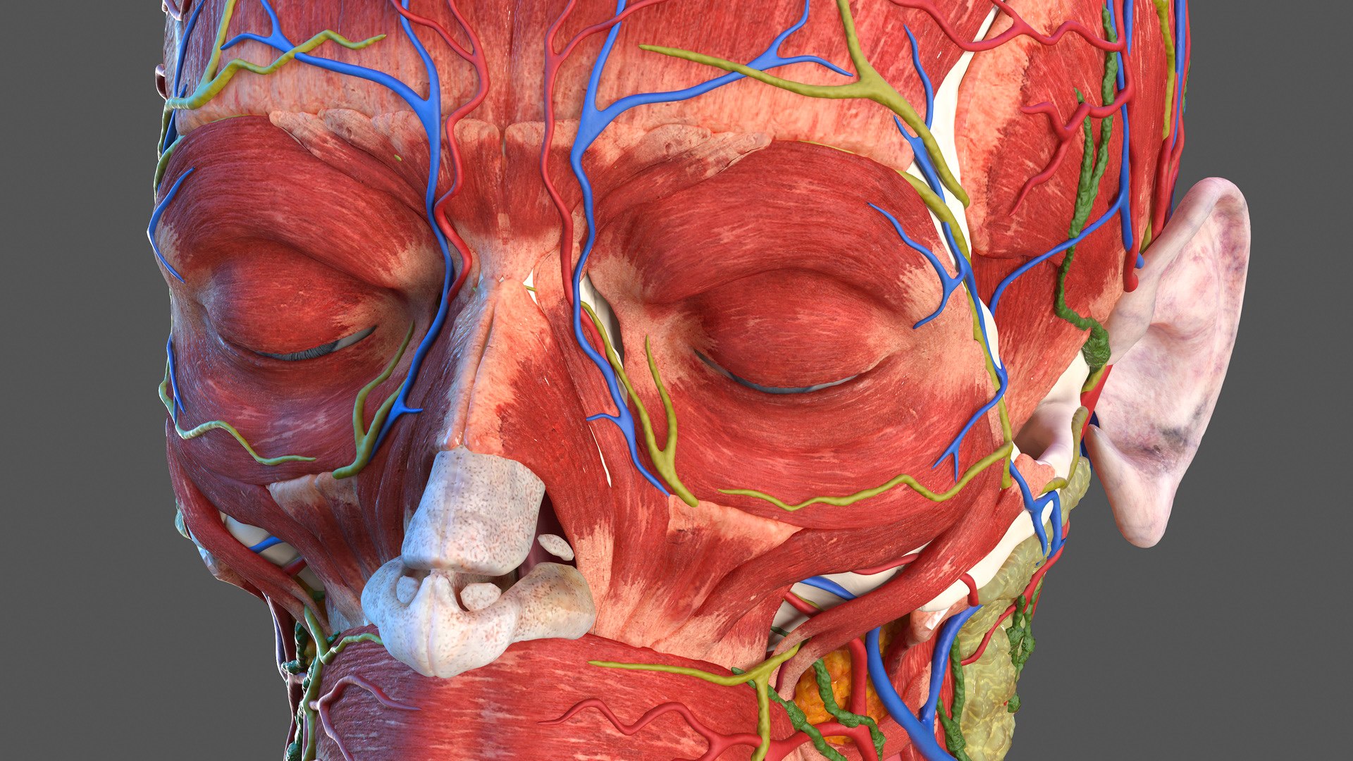 3D human head anatomy https://p.turbosquid.com/ts-thumb/g6/IK1u6e/HMUo3xFA/humanheadfullanatomyvray3dmodel034/jpg/1574357620/1920x1080/fit_q87/ad28469c32ff3e7a1c889c44efda55c7c53faa85/humanheadfullanatomyvray3dmodel034.jpg