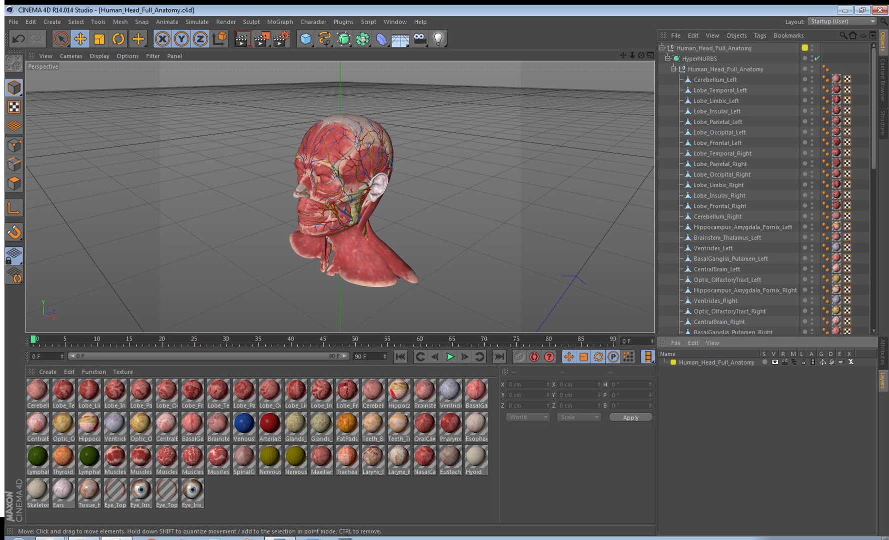3D human head anatomy https://p.turbosquid.com/ts-thumb/g6/IK1u6e/KgalzvyT/humanheadfullanatomyvray3dmodel045/jpg/1574357678/1920x1080/fit_q87/27e7d4a95b6859a9d7c917e1cc9018a6299c8e54/humanheadfullanatomyvray3dmodel045.jpg