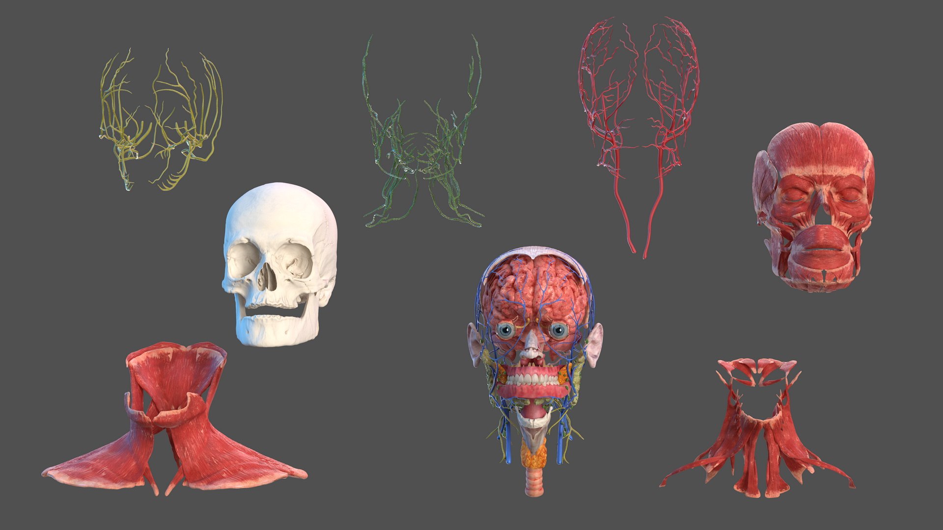 3D human head anatomy https://p.turbosquid.com/ts-thumb/g6/IK1u6e/ScCJ3E2Q/humanheadfullanatomyvray3dmodel004/jpg/1574357475/1920x1080/fit_q87/ee2b2dc77f2429c897b82adcff41501e6a1062ff/humanheadfullanatomyvray3dmodel004.jpg