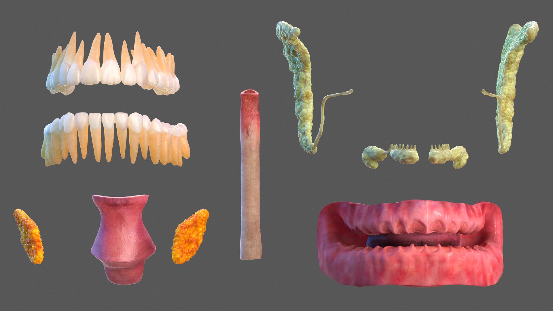 3D human head anatomy https://p.turbosquid.com/ts-thumb/g6/IK1u6e/aBCKkbrm/humanheadfullanatomyvray3dmodel029/jpg/1574357596/1920x1080/fit_q87/9b86b11fea872bdb64e9508583a4477a491874db/humanheadfullanatomyvray3dmodel029.jpg