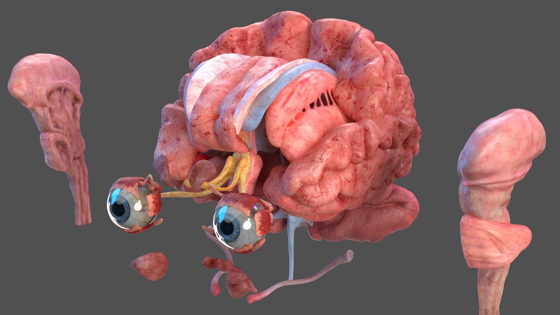 3D human head anatomy https://p.turbosquid.com/ts-thumb/g6/IK1u6e/dUcZm2Is/humanheadfullanatomyvray3dmodel006/jpg/1574357484/1920x1080/fit_q87/24e3299261db5a53b36041fa5bdc6e1156d22154/humanheadfullanatomyvray3dmodel006.jpg