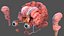 Tête humaine anatomie complète
