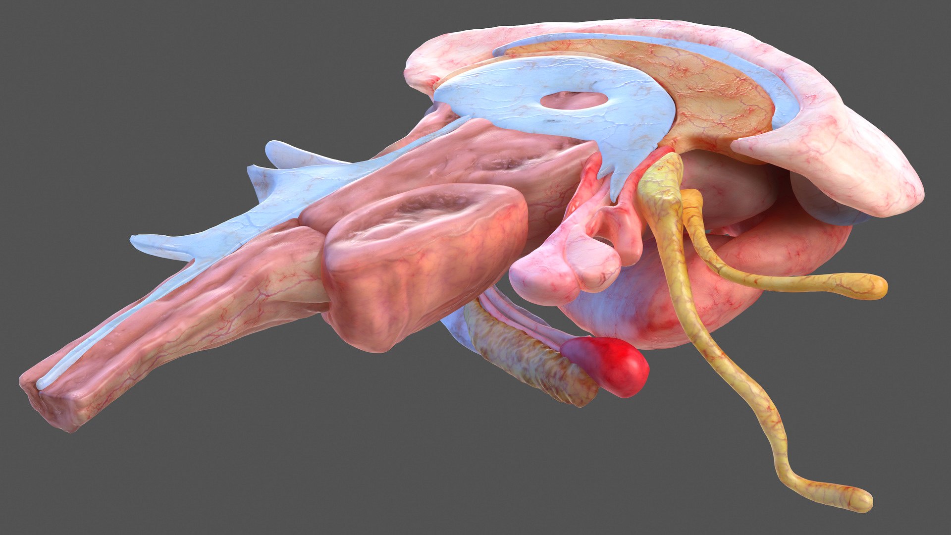 3D human head anatomy https://p.turbosquid.com/ts-thumb/g6/IK1u6e/eJWgRriz/humanheadfullanatomyvray3dmodel019/jpg/1574357547/1920x1080/fit_q87/880a4a1bad306be795ff8e74de1a376a5dc4c497/humanheadfullanatomyvray3dmodel019.jpg