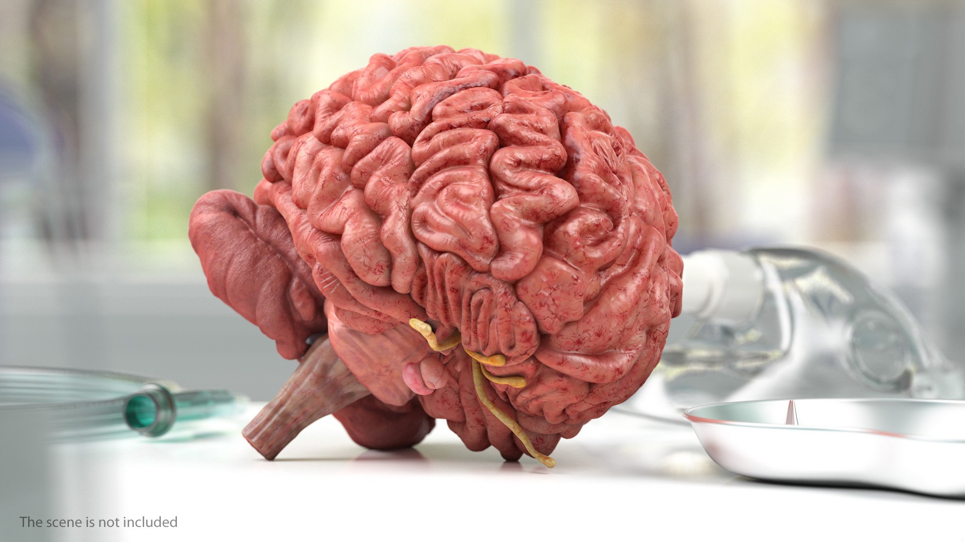 3D human head anatomy https://p.turbosquid.com/ts-thumb/g6/IK1u6e/ij5iEAi8/humanheadfullanatomyvray3dmodel015/jpg/1574357528/1920x1080/fit_q87/40d8b63f4576bcad4594b75be02be516796e2da3/humanheadfullanatomyvray3dmodel015.jpg