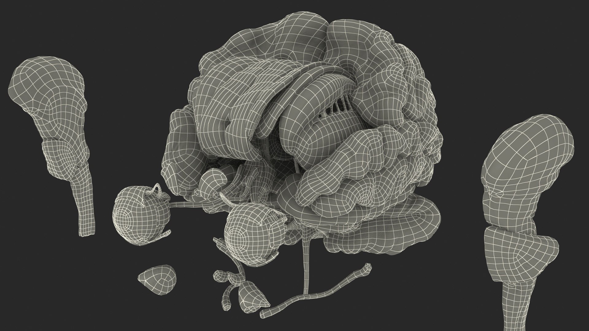 3D human head anatomy https://p.turbosquid.com/ts-thumb/g6/IK1u6e/lWdEcFow/humanheadfullanatomyvray3dmodel049/jpg/1574357698/1920x1080/fit_q87/513d5e3edb201ec4e1ea8fbfafd580c415241639/humanheadfullanatomyvray3dmodel049.jpg