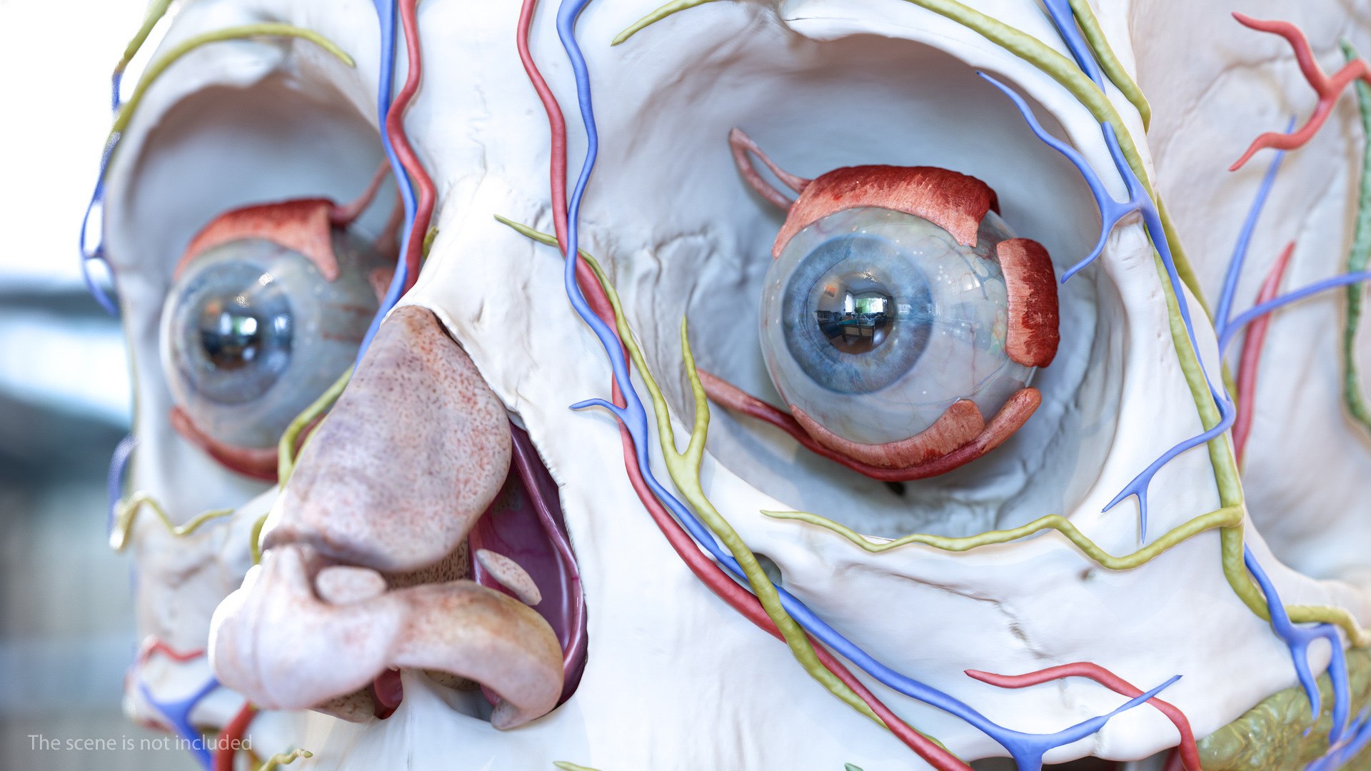 3D human head anatomy https://p.turbosquid.com/ts-thumb/g6/IK1u6e/lmg26sjg/humanheadfullanatomyvray3dmodel012/jpg/1574357513/1920x1080/fit_q87/d52a1342c444b180835a5bf61877377fc5c552df/humanheadfullanatomyvray3dmodel012.jpg