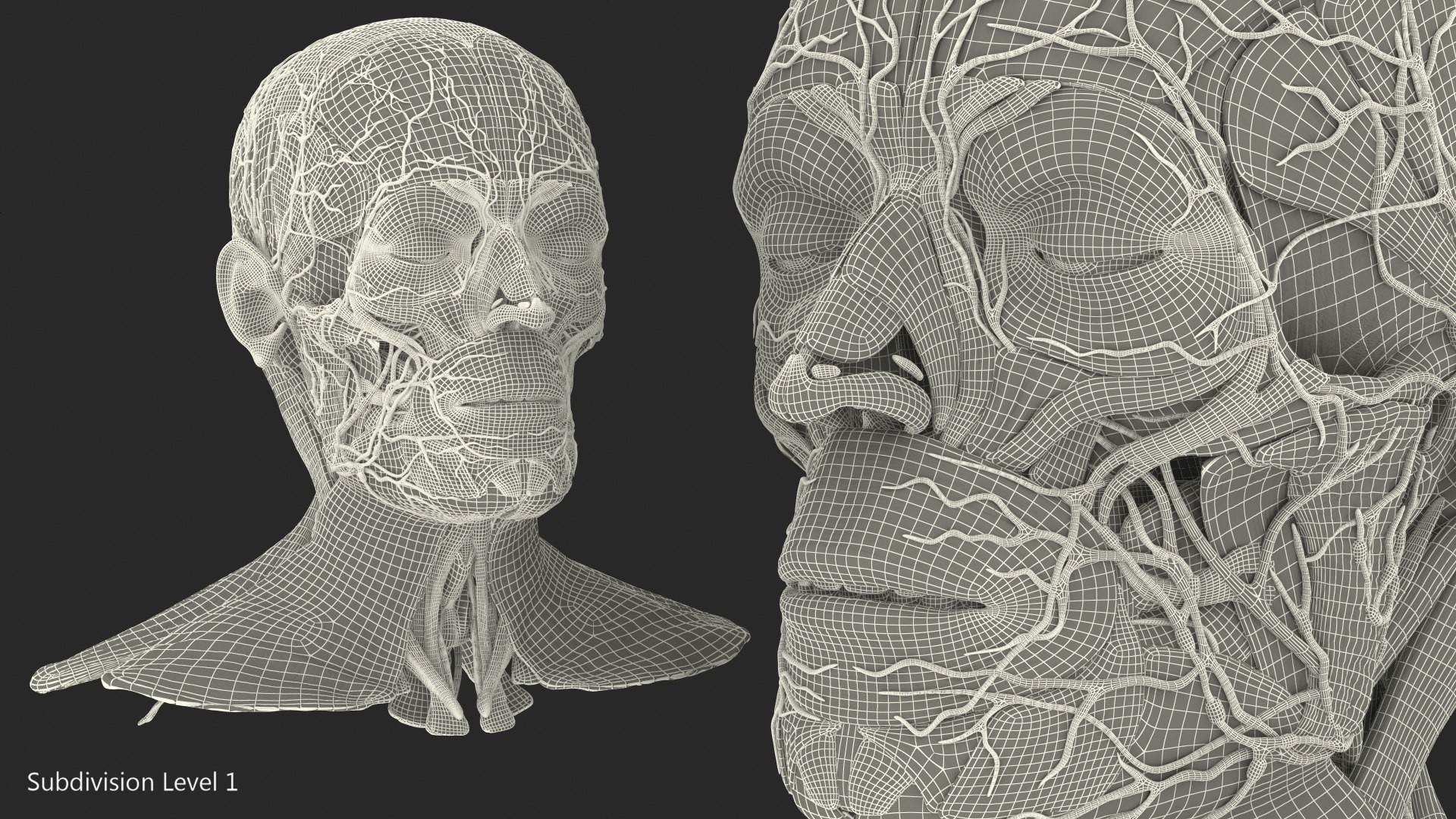 3D human head anatomy https://p.turbosquid.com/ts-thumb/g6/IK1u6e/mkJs43Vv/humanheadfullanatomyvray3dmodel041/jpg/1574357654/1920x1080/fit_q87/a3e9bfa92efffb0fd3942d3668915d790b1f62e2/humanheadfullanatomyvray3dmodel041.jpg