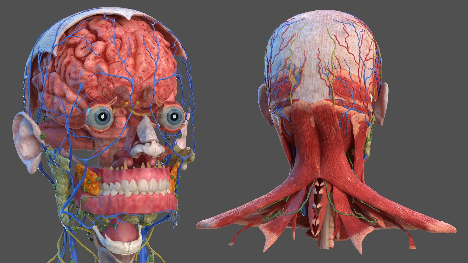 3D human head anatomy https://p.turbosquid.com/ts-thumb/g6/IK1u6e/nFLN6r7l/humanheadfullanatomyvray3dmodel002/jpg/1574357465/1920x1080/fit_q87/9f56fcaa2aea38441797205b537e90b21262aa99/humanheadfullanatomyvray3dmodel002.jpg
