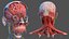 Tête humaine anatomie complète