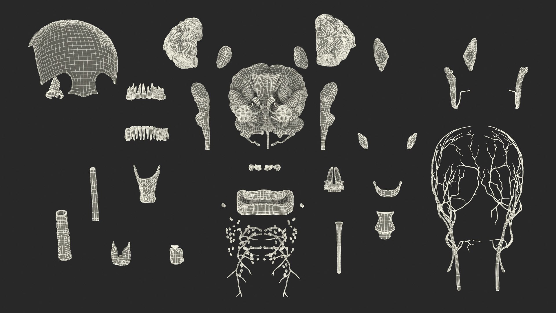 3D human head anatomy https://p.turbosquid.com/ts-thumb/g6/IK1u6e/oWE1dXlC/humanheadfullanatomyvray3dmodel048/jpg/1574357693/1920x1080/fit_q87/6b9399e0ac6e259731b199267c7a6cf6a30c0c6d/humanheadfullanatomyvray3dmodel048.jpg