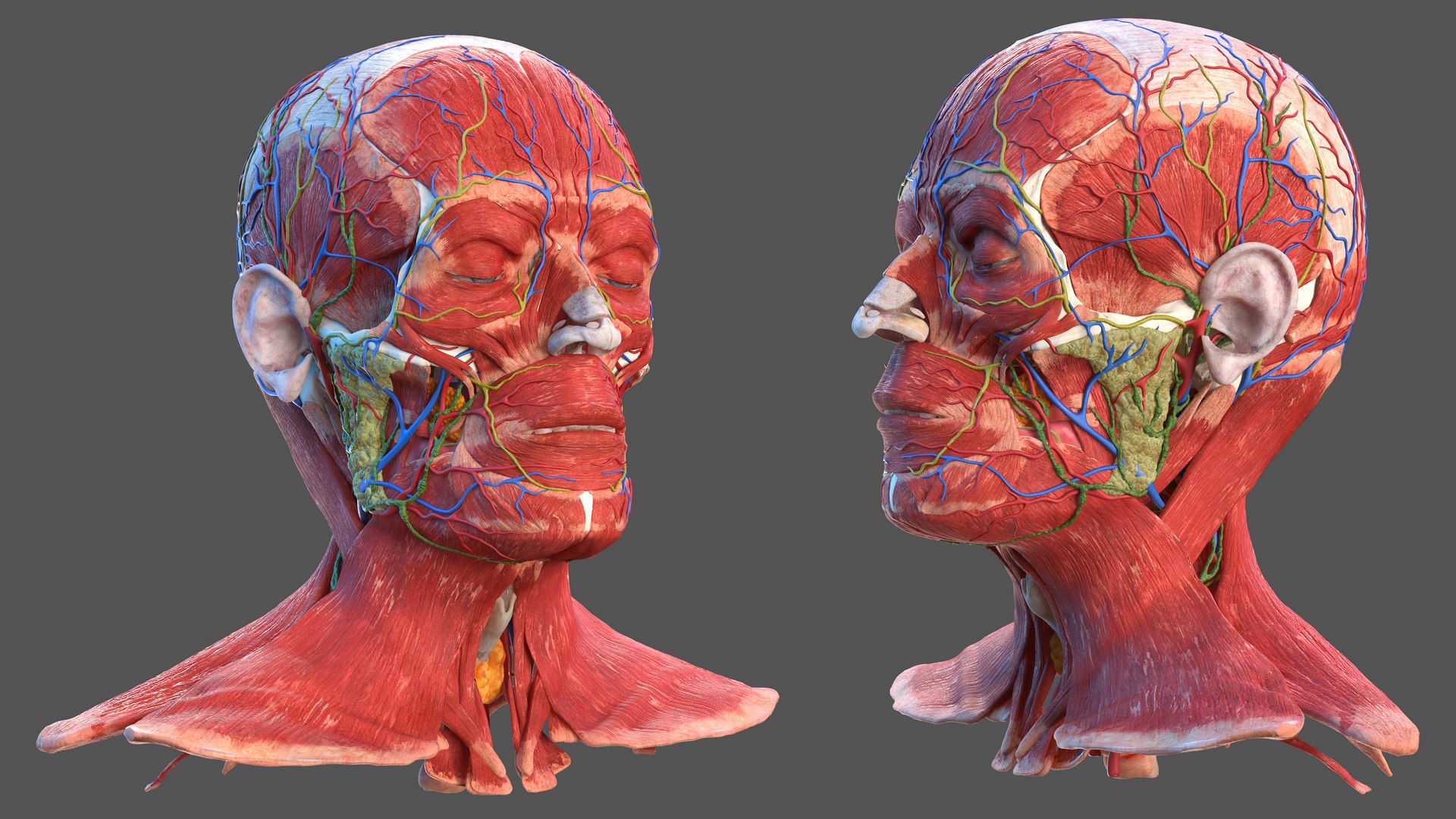 3D human head anatomy https://p.turbosquid.com/ts-thumb/g6/IK1u6e/rqbgIL3K/humanheadfullanatomyvray3dmodel038/jpg/1574357639/1920x1080/fit_q87/1639349095afc90f985cc91a43e22368c7dbf3e7/humanheadfullanatomyvray3dmodel038.jpg