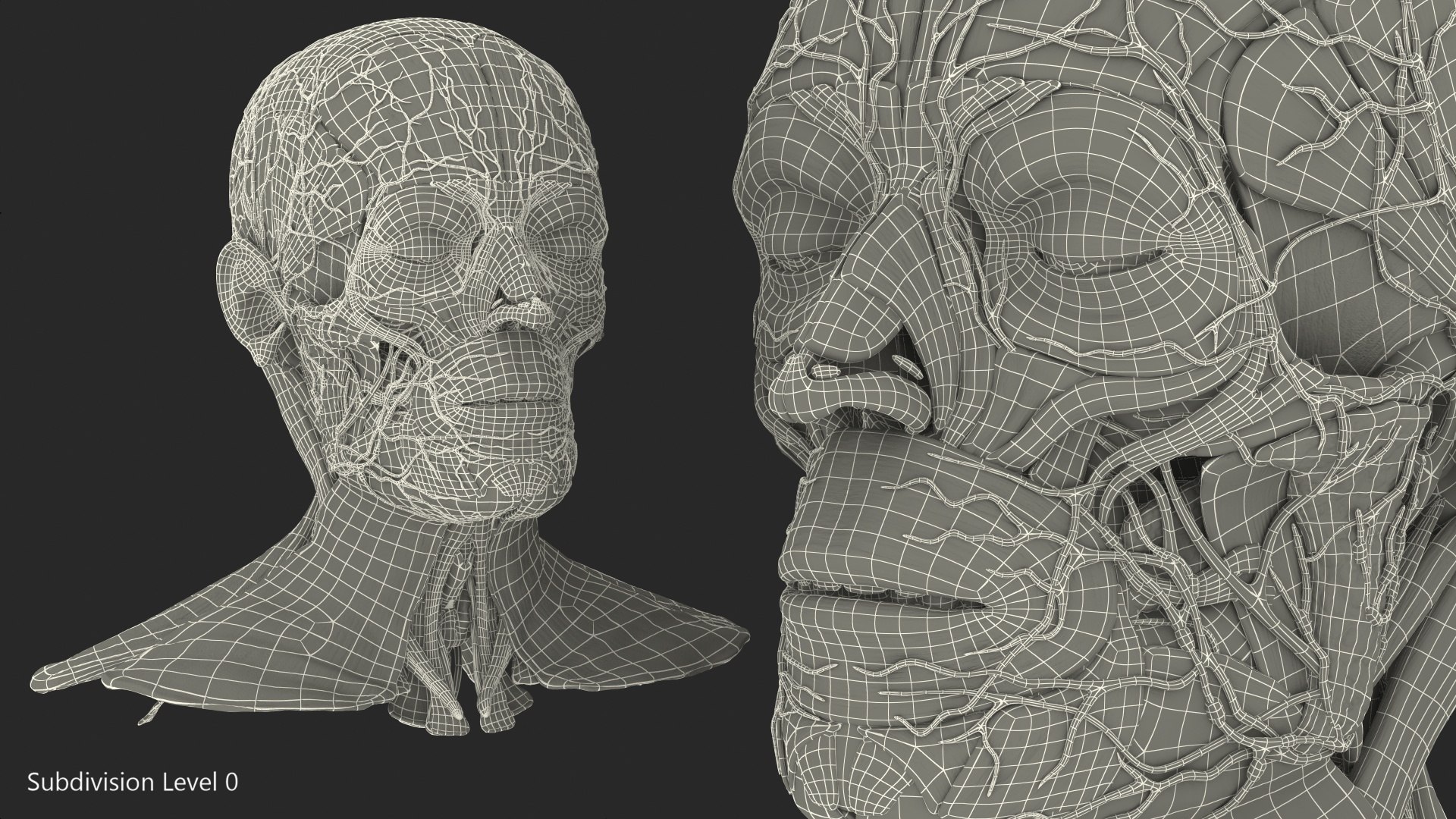 3D human head anatomy https://p.turbosquid.com/ts-thumb/g6/IK1u6e/sLHXdjdF/humanheadfullanatomyvray3dmodel040/jpg/1574357649/1920x1080/fit_q87/5b7736b97977e8a408db9fe2e0151300376e2419/humanheadfullanatomyvray3dmodel040.jpg