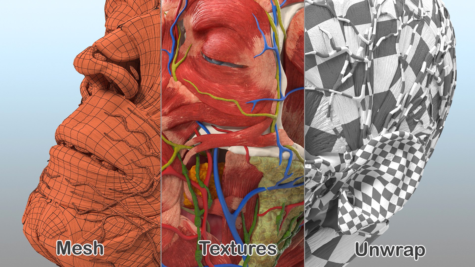 3D human head anatomy https://p.turbosquid.com/ts-thumb/g6/IK1u6e/sZv1Xye8/humanheadfullanatomyvray3dmodel039/jpg/1574357645/1920x1080/fit_q87/de3b5ee07e9e5c37ece8924517ede38afe9bcd3c/humanheadfullanatomyvray3dmodel039.jpg