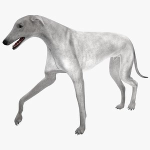 australian greyhound 2 pose 3d model