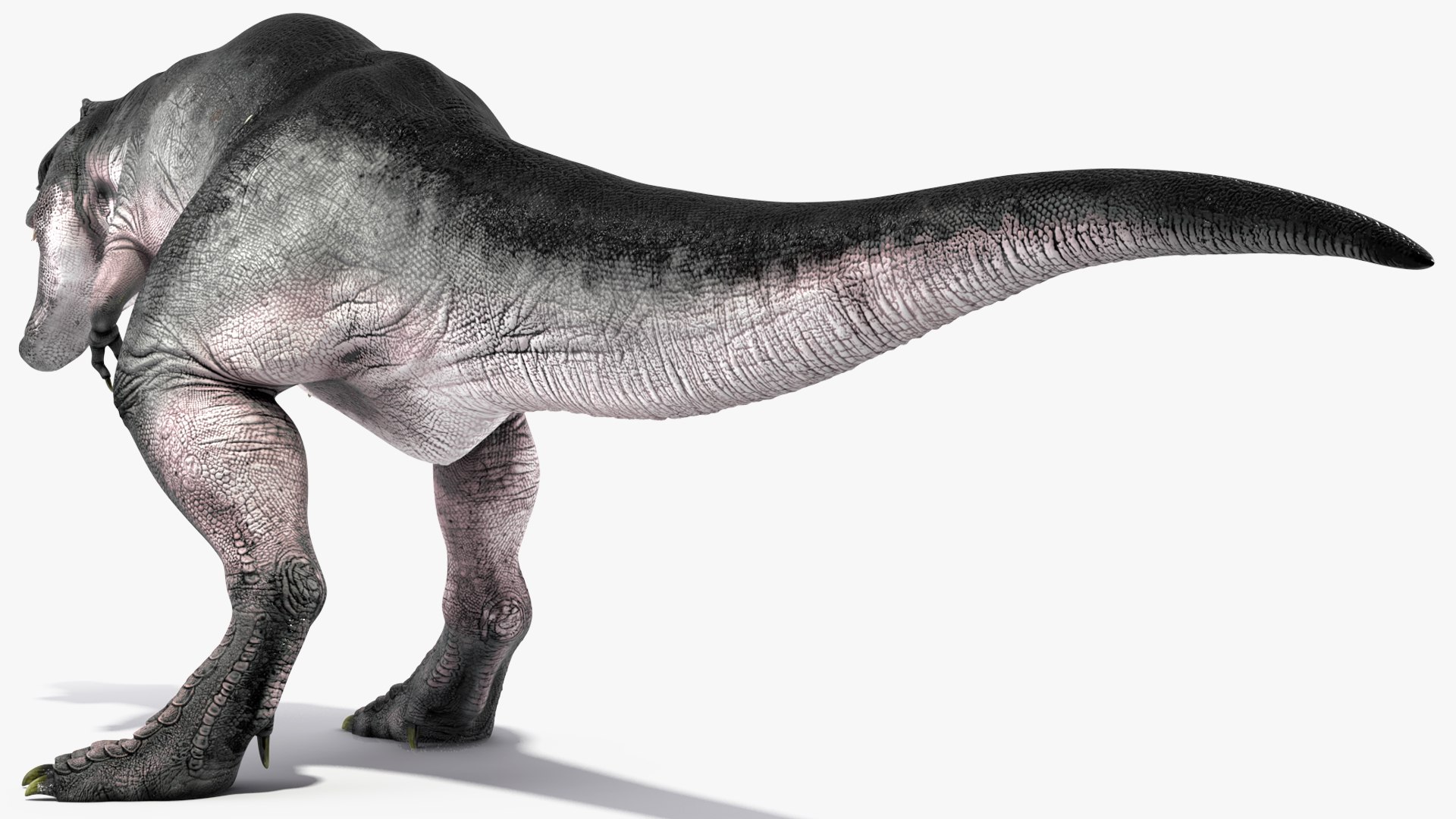T Rex Rigged 3D model https://p.turbosquid.com/ts-thumb/g6/rHq0Ce/IN/trexrigged3dmodel016/jpg/1690409774/1920x1080/fit_q87/eaf0640f74ad0939bcb1fc5b27fa44b478676a17/trexrigged3dmodel016.jpg