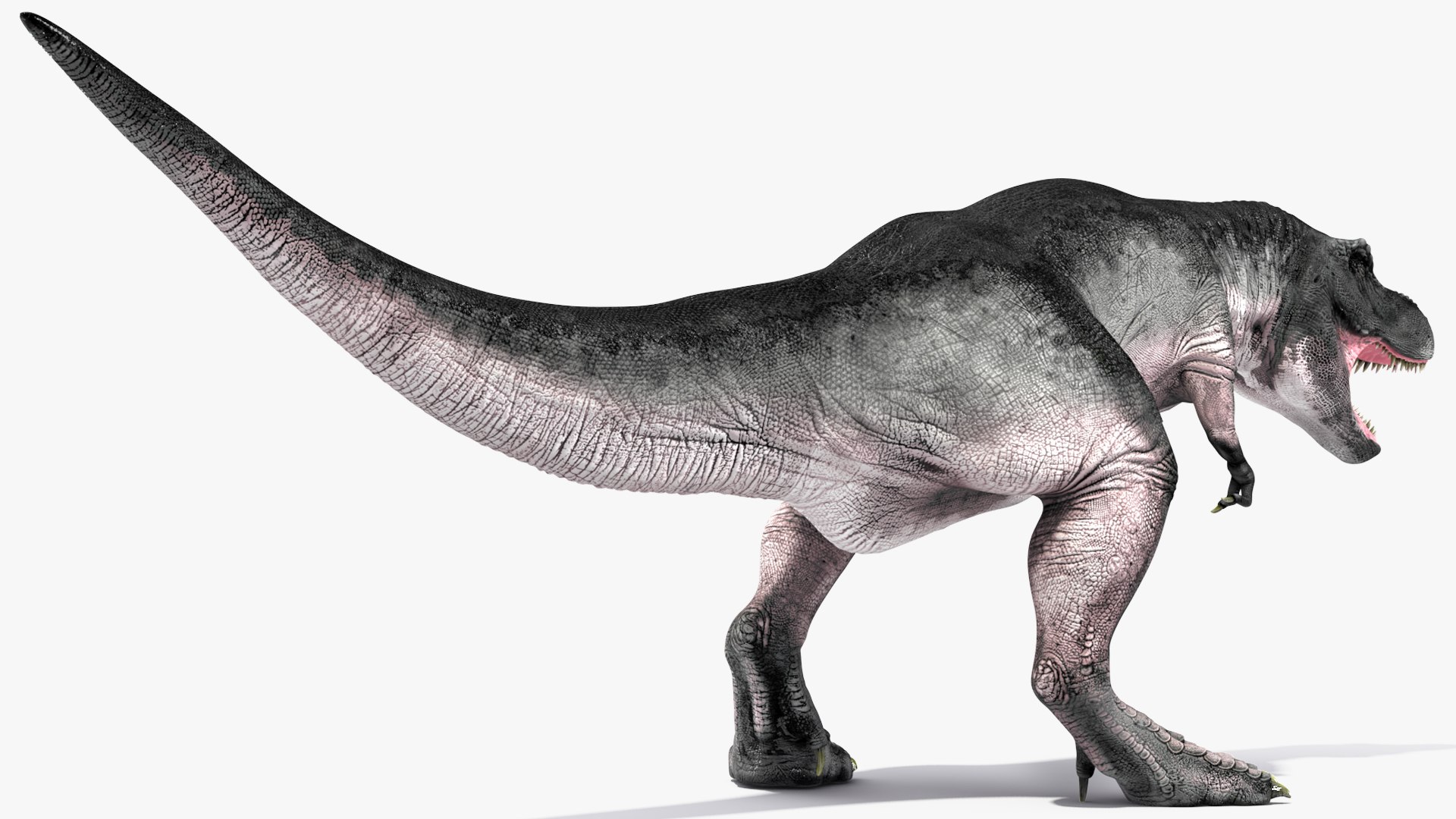 T Rex Rigged 3D model https://p.turbosquid.com/ts-thumb/g6/rHq0Ce/tc/trexrigged3dmodel015/jpg/1690409770/1920x1080/fit_q87/9a5e6b9ddfc0178259544b88470eb51ac1c3f1a7/trexrigged3dmodel015.jpg