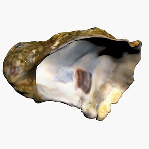 3D Half Oyster 3D Scan High Quality