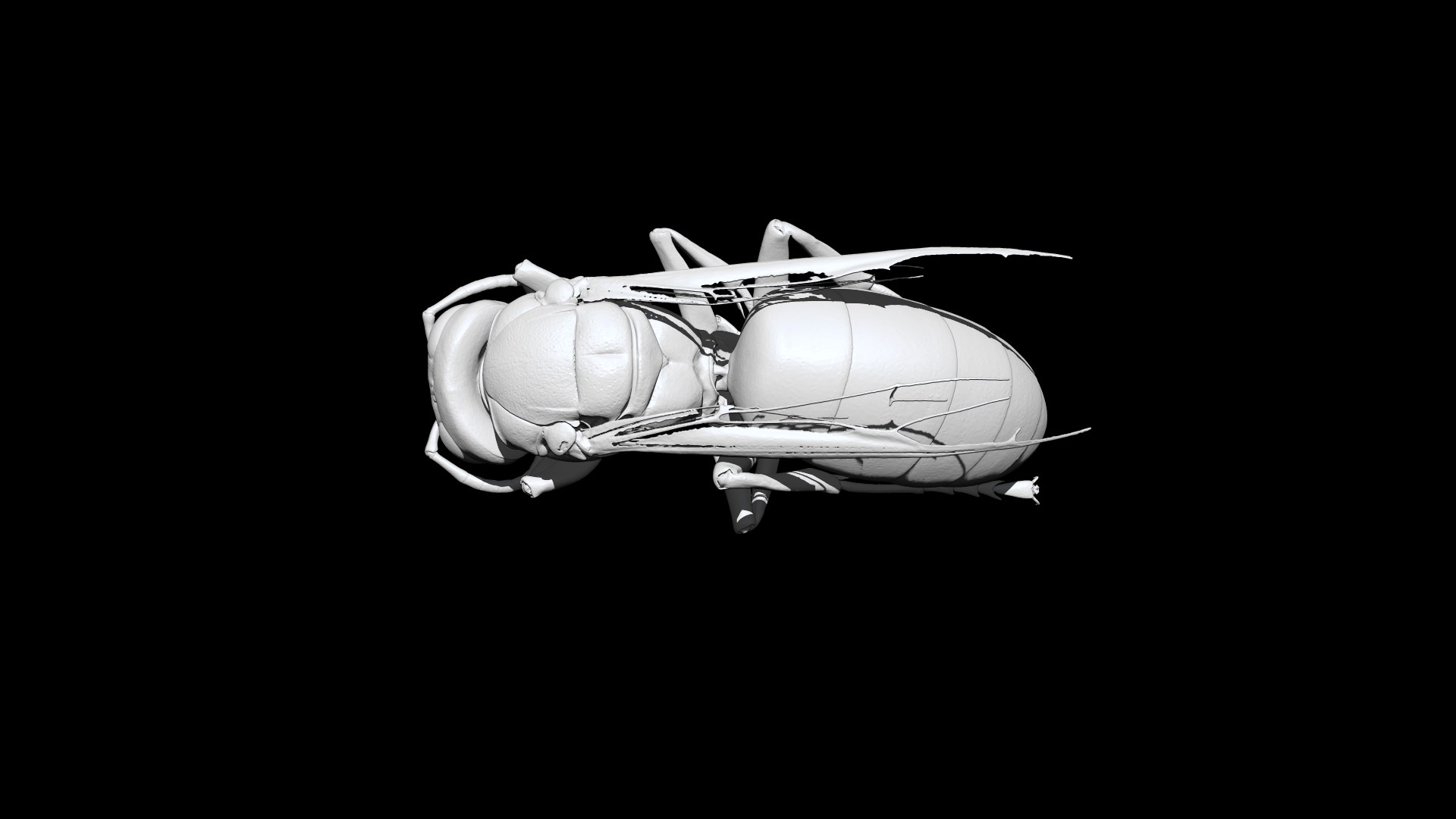 Wasp 3D CT scan model 3D https://p.turbosquid.com/ts-thumb/g7/2jasJG/SZ/4/png/1664429806/1920x1080/fit_q87/7d321bc51aeb67084ba5a25de4424b92e430fce0/4.jpg