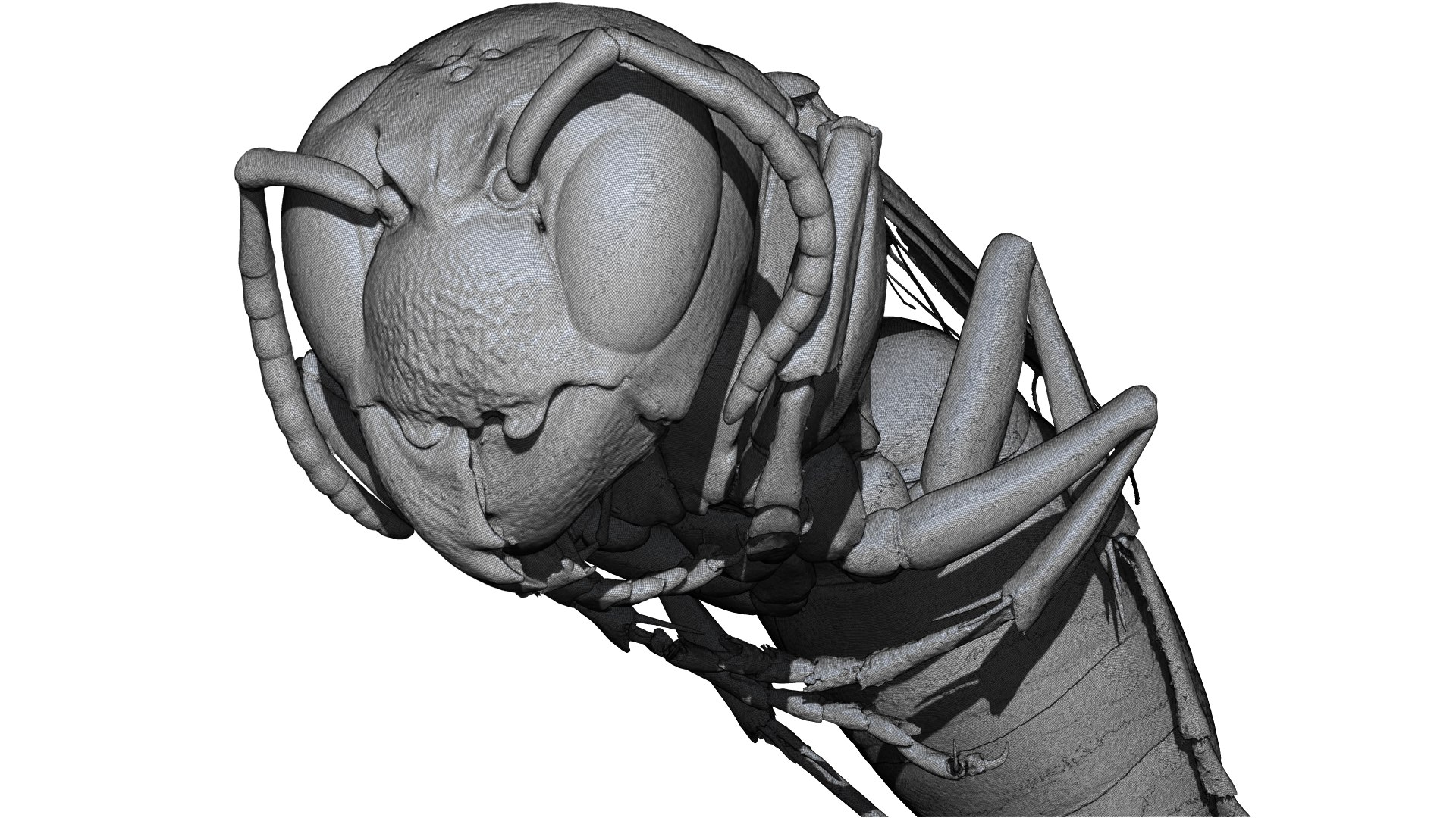 Wasp 3D CT scan model 3D https://p.turbosquid.com/ts-thumb/g7/2jasJG/e9/6/png/1664429807/1920x1080/fit_q87/74edbff7a1d08e46b6cb2654bd61504fad4906cd/6.jpg