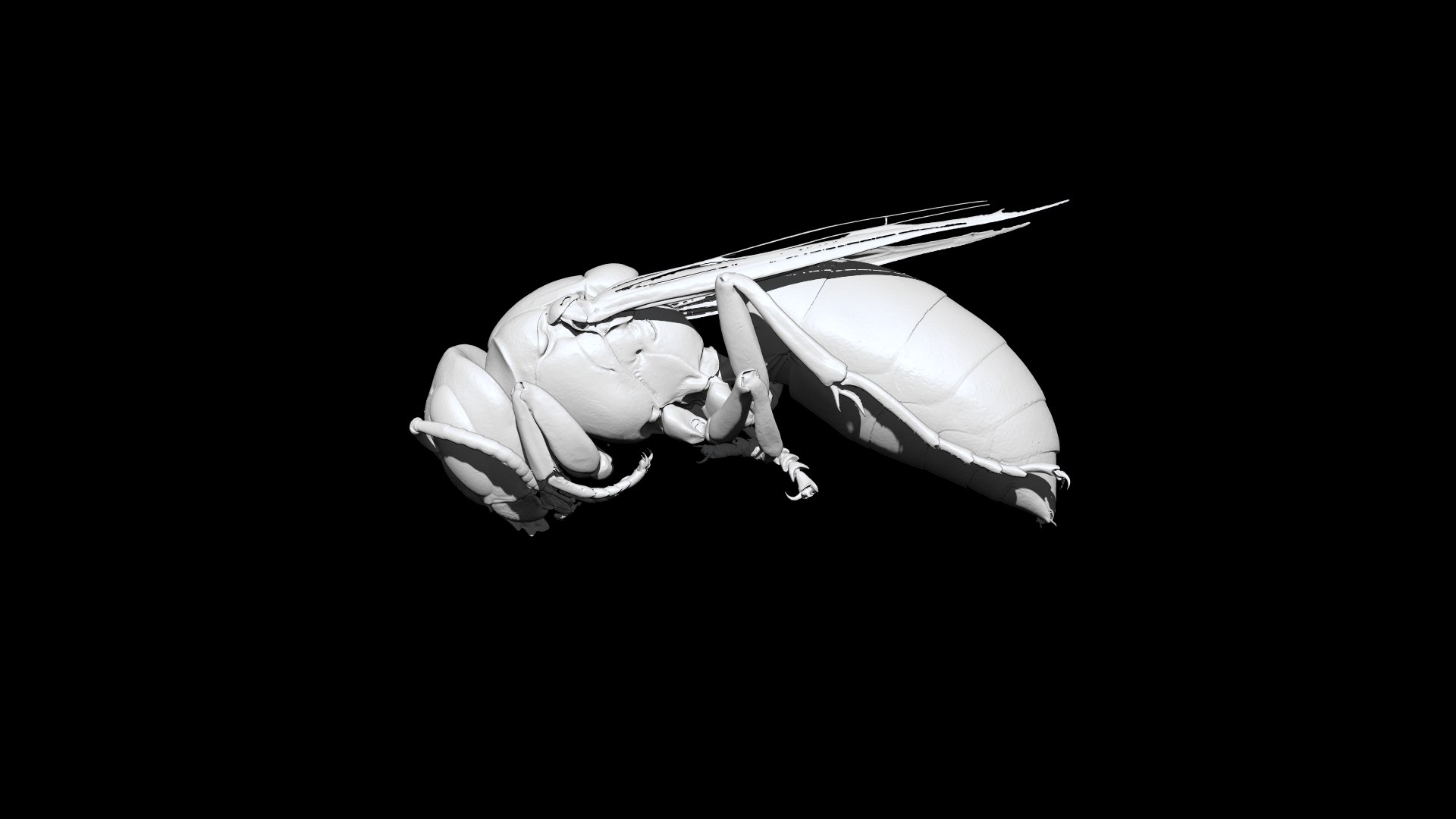 Wasp 3D CT scan model 3D https://p.turbosquid.com/ts-thumb/g7/2jasJG/k1/3/png/1664429804/1920x1080/fit_q87/a1e5e644f2dc3a36f846e2de8fe801f02c1e5399/3.jpg