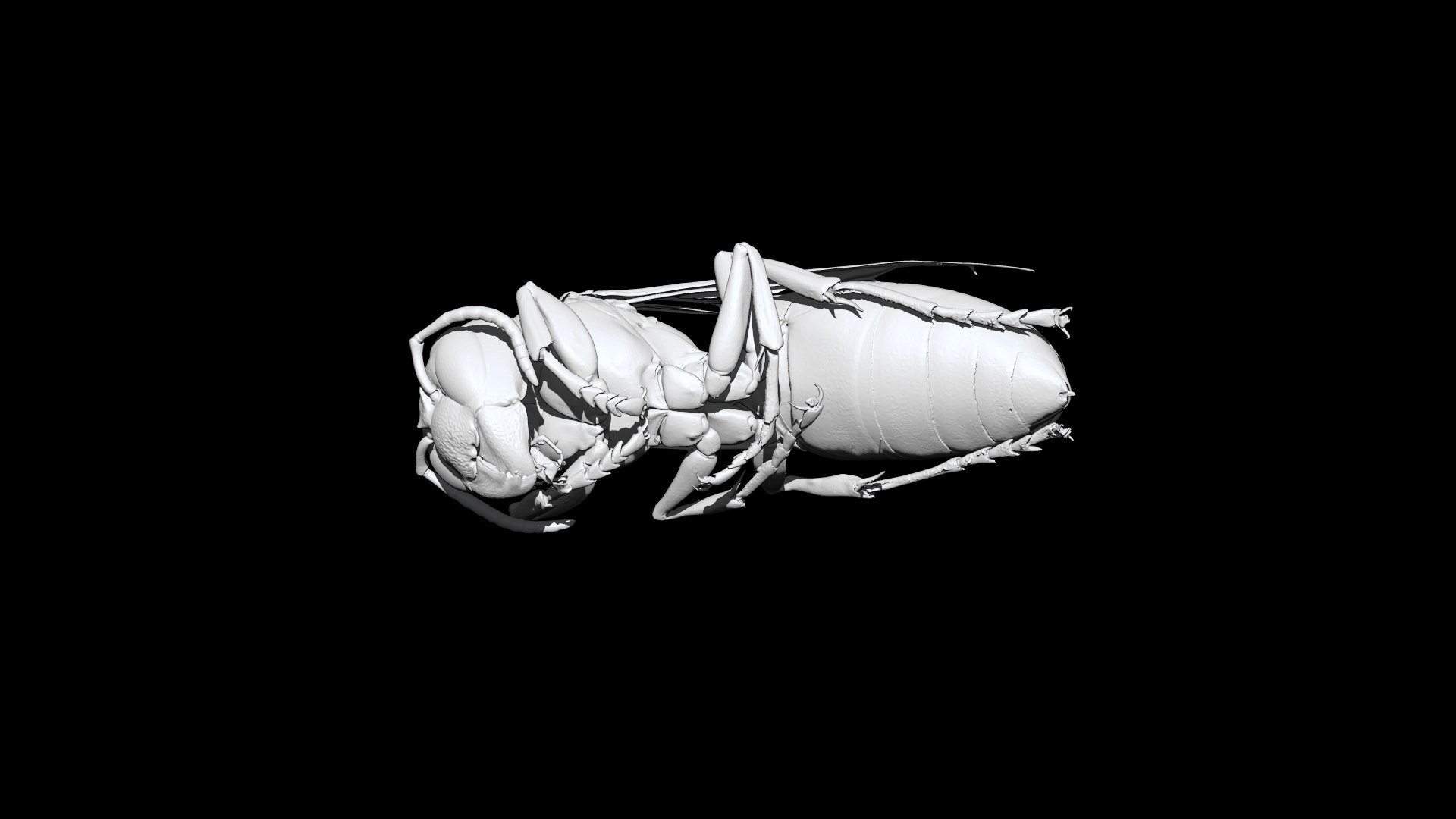 Wasp 3D CT scan model 3D https://p.turbosquid.com/ts-thumb/g7/2jasJG/po/5/png/1664429807/1920x1080/fit_q87/047e47eb84dbf57e8c4f86c241e92e14d5cb1226/5.jpg