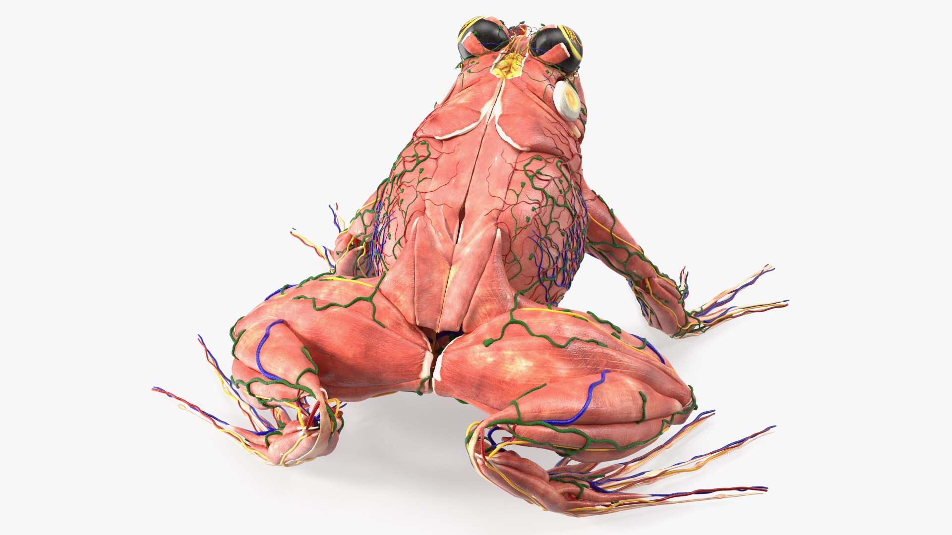 Frog Muscular System 3D Model - TurboSquid 1836722