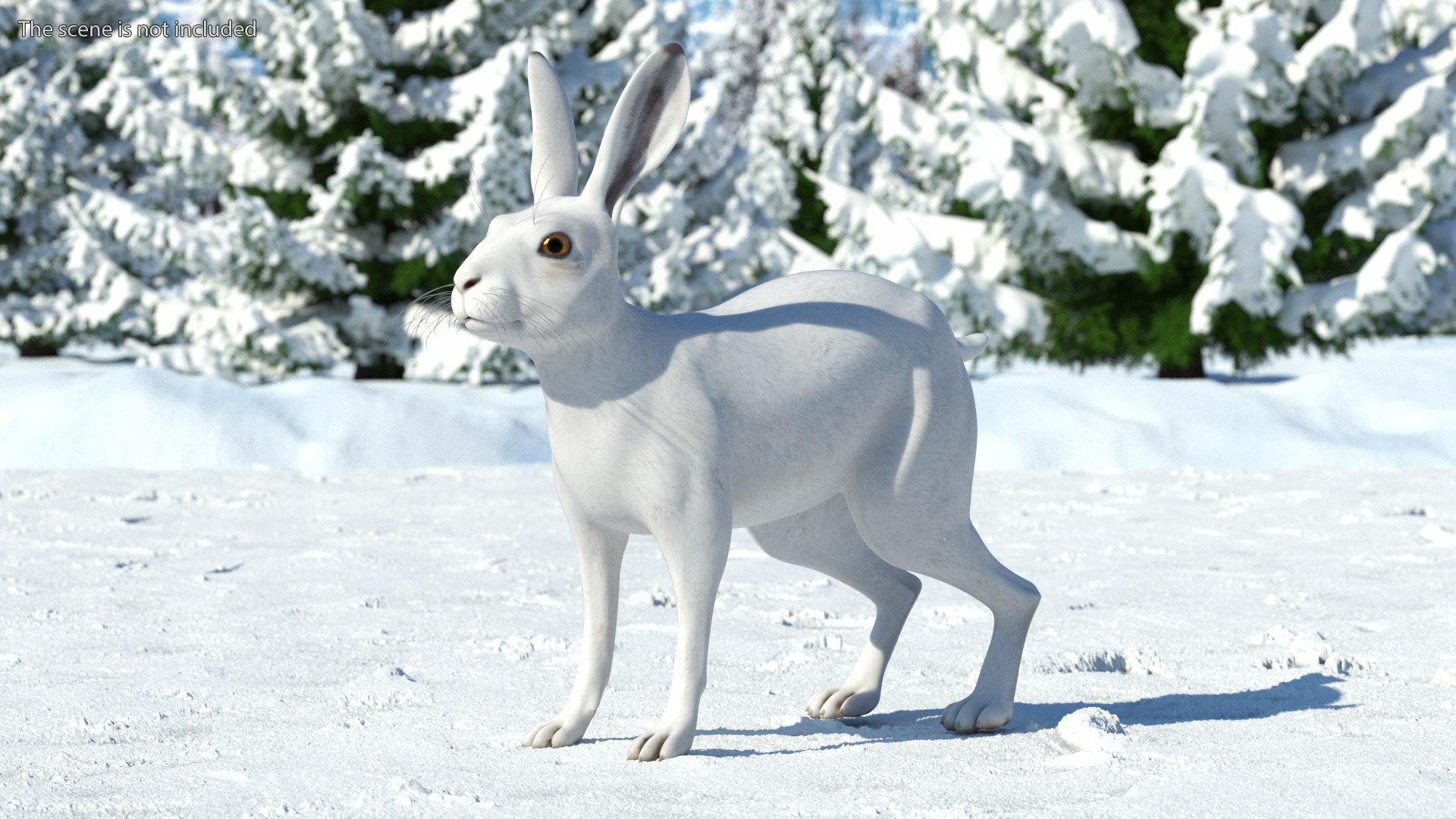 Winter Jackrabbit Rigged for Maya 3D model preview
