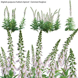 Digitalis purpurea Suttonis Apricot - Common Foxglove 02