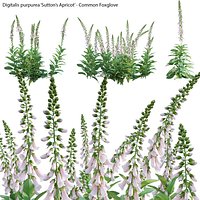 Digitalis purpurea Suttonis Apricot - Common Foxglove 02