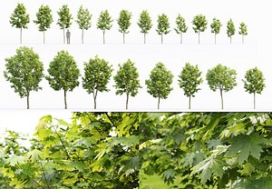 Maple-tree Pack #2