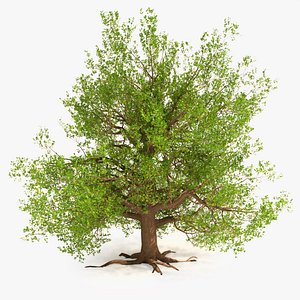 RedOak