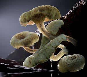 Mushrooms - Lentinus Tigrinus Water Fungi