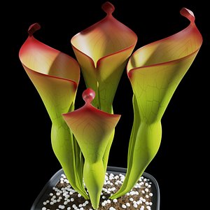 3D plant sun pitcher