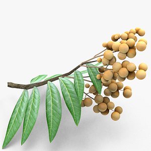 3D Longan tree branch