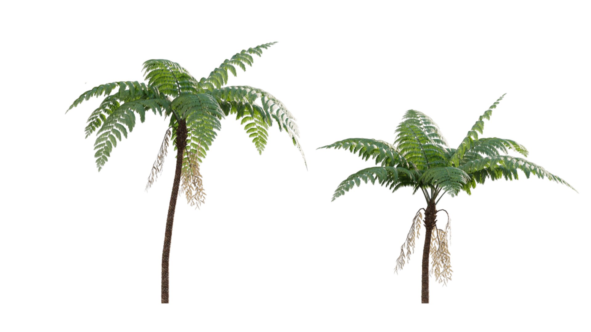 3D model Cyathea cooper - fern 02 https://p.turbosquid.com/ts-thumb/g7/hxVQ4b/DW/3dtree_cyathea_cooperi_02_v5/jpg/1630576957/1920x1080/fit_q87/9e0ef80ddf6a3da5c681b309c8e0e6f8c3df9034/3dtree_cyathea_cooperi_02_v5.jpg