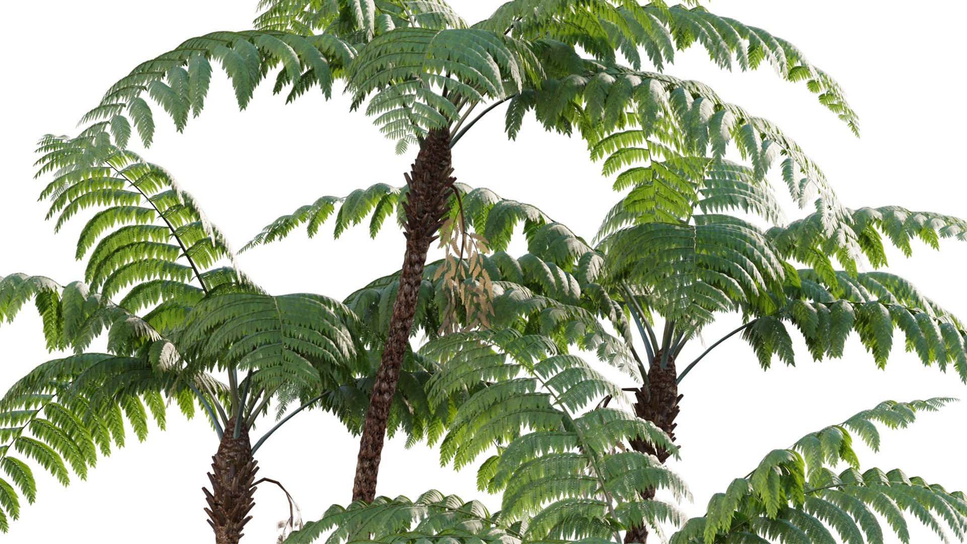 3D model Cyathea cooper - fern 02 https://p.turbosquid.com/ts-thumb/g7/hxVQ4b/OR/3dtree_cyathea_cooperi_02_v2/jpg/1630576959/1920x1080/fit_q87/75c6346937aedd52123ca8ab45176f9cd58804fd/3dtree_cyathea_cooperi_02_v2.jpg