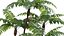 Cyathea cooper - fern 02