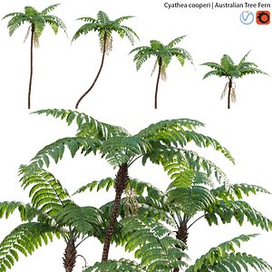 3D model Cyathea cooper - fern 02