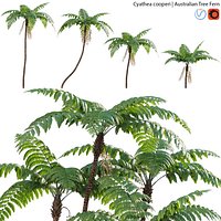 Cyathea cooper - fern 02