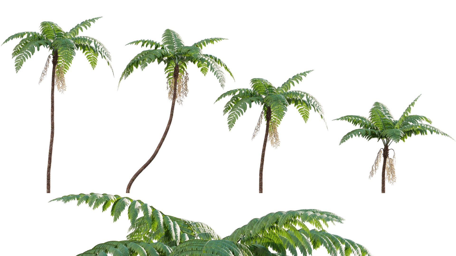 3D model Cyathea cooper - fern 02 https://p.turbosquid.com/ts-thumb/g7/hxVQ4b/gA/3dtree_cyathea_cooperi_02_v3/jpg/1630576959/1920x1080/fit_q87/240b3f1c0995a48090005dd553f0edabb7f7c4f3/3dtree_cyathea_cooperi_02_v3.jpg