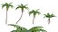 Cyathea cooper - fern 02