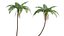 Cyathea cooper - fern 02