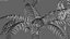 Cyathea cooper - fern 02